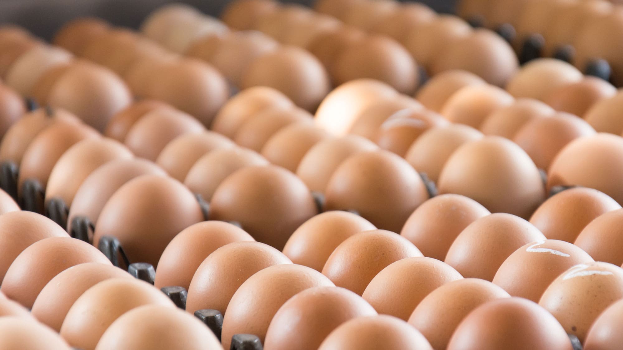 Rows of brown eggs in open cartons