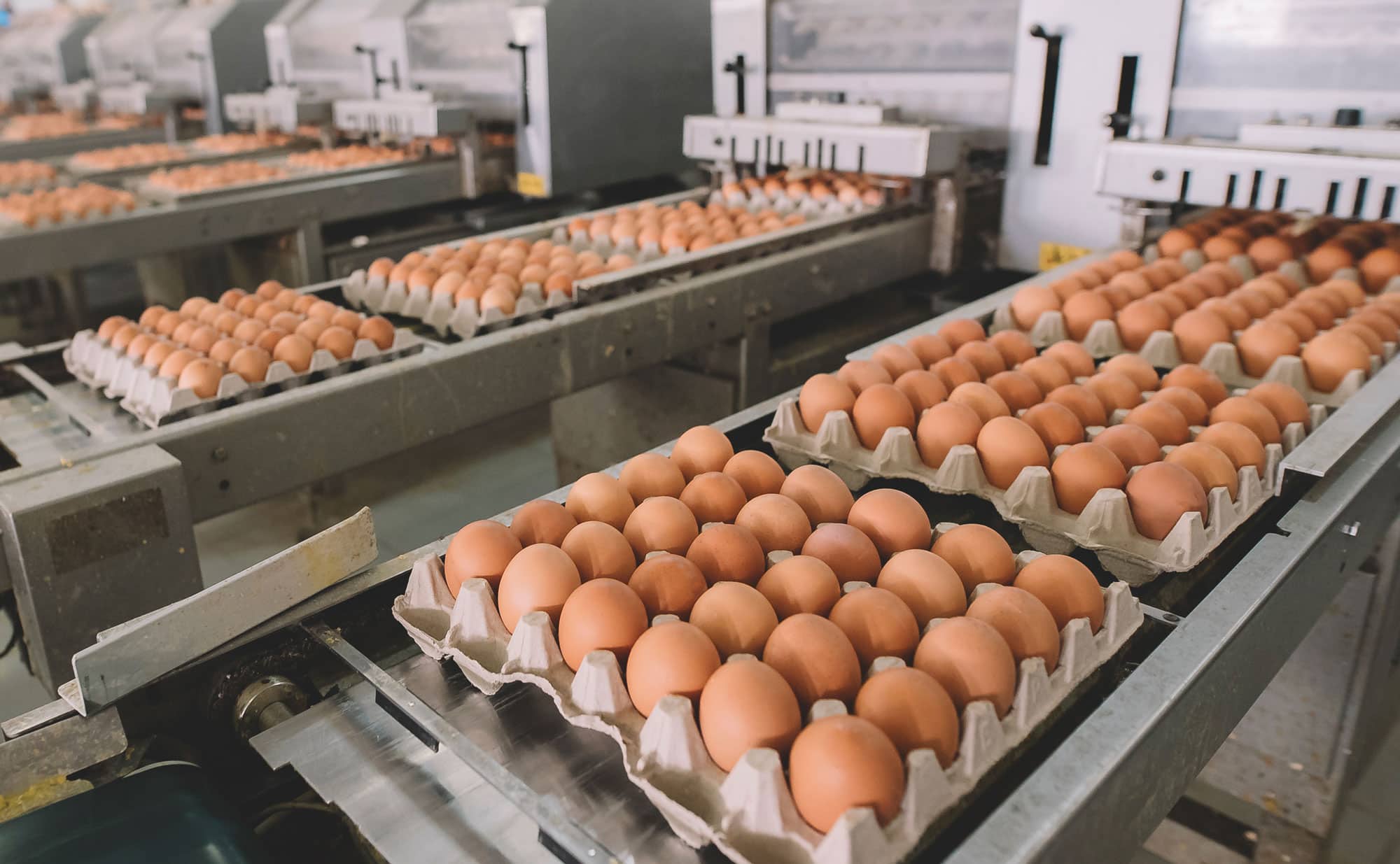 brown eggs in flat cartons on industrial machines