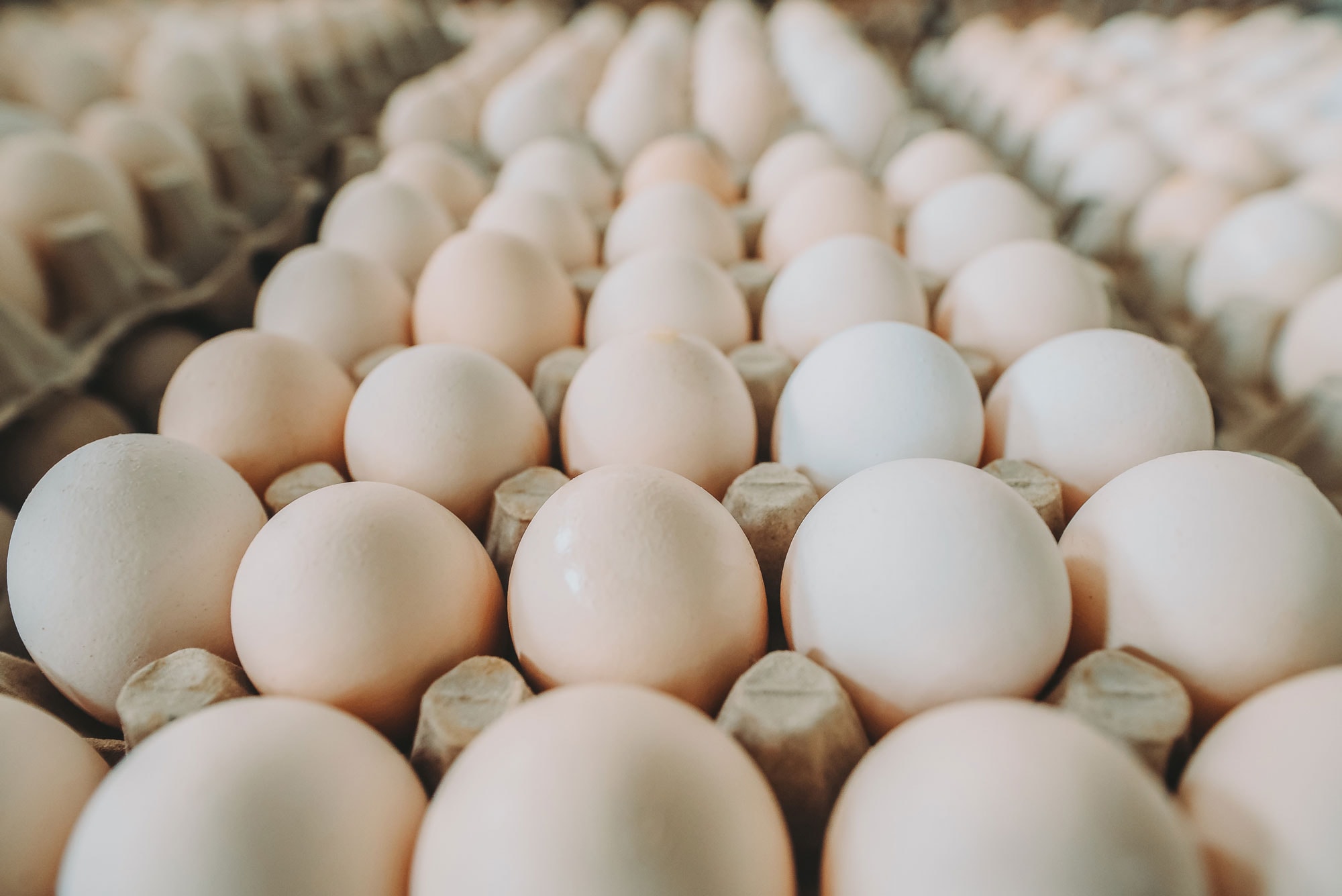 Rows and rows of white eggs in flat open cartons