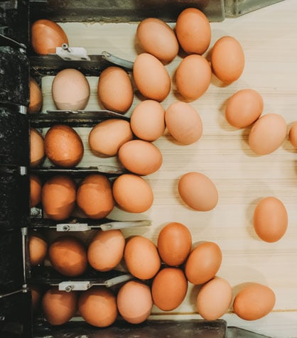 brown eggs in a sorter machine