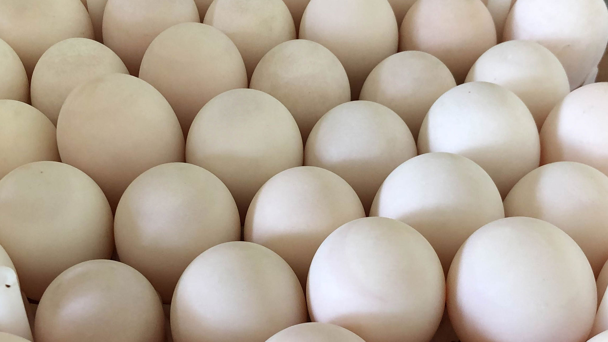 Close up rows of white duck eggs