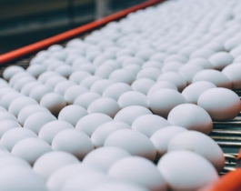 Egg Production 101