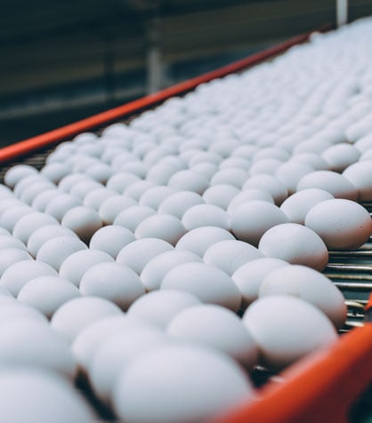 white eggs on a conveyor belt with red edges