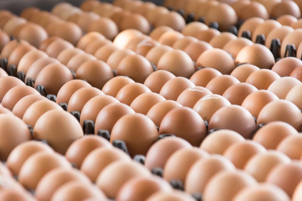 A multitude of brown eggs in large flat cartons.