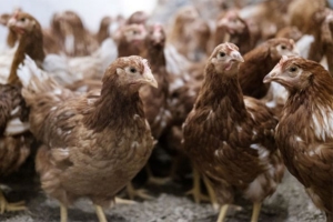 This image showcases brown chickens in a farm setting, accompanying an article for Eggs Unlimited discussing the impact of hot summer weather, reduced hen populations, and the resulting high prices of shell eggs in the U.S. market.