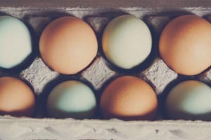 Close-up image showcasing a mix of brown and blue organic eggs, accompanying an Eggs Unlimited article discussing the unprecedented high prices of eggs. This vivid visual complements the narrative of rising egg costs explored by Eggs Unlimited.