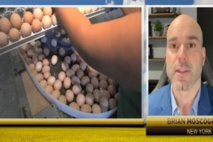 Screenshot of Brian Moscogiuri from Eggs Unlimited speaking on TV, explaining that HPAI (Highly Pathogenic Avian Influenza) is the primary factor contributing to 'eggflation' in the market. His expert analysis provides valuable insight into the current dynamics affecting egg prices.
