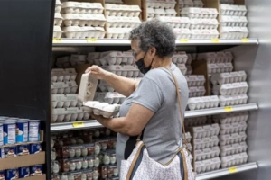 Image depicts an elderly lady meticulously inspecting white conventional eggs in a grocery store, ensuring none are cracked. This visual complements an article featuring Eggs Unlimited, discussing the reasons behind the surging egg prices contrasted with falling chicken prices, attributed to an 'act of God' event by a trade strategist.