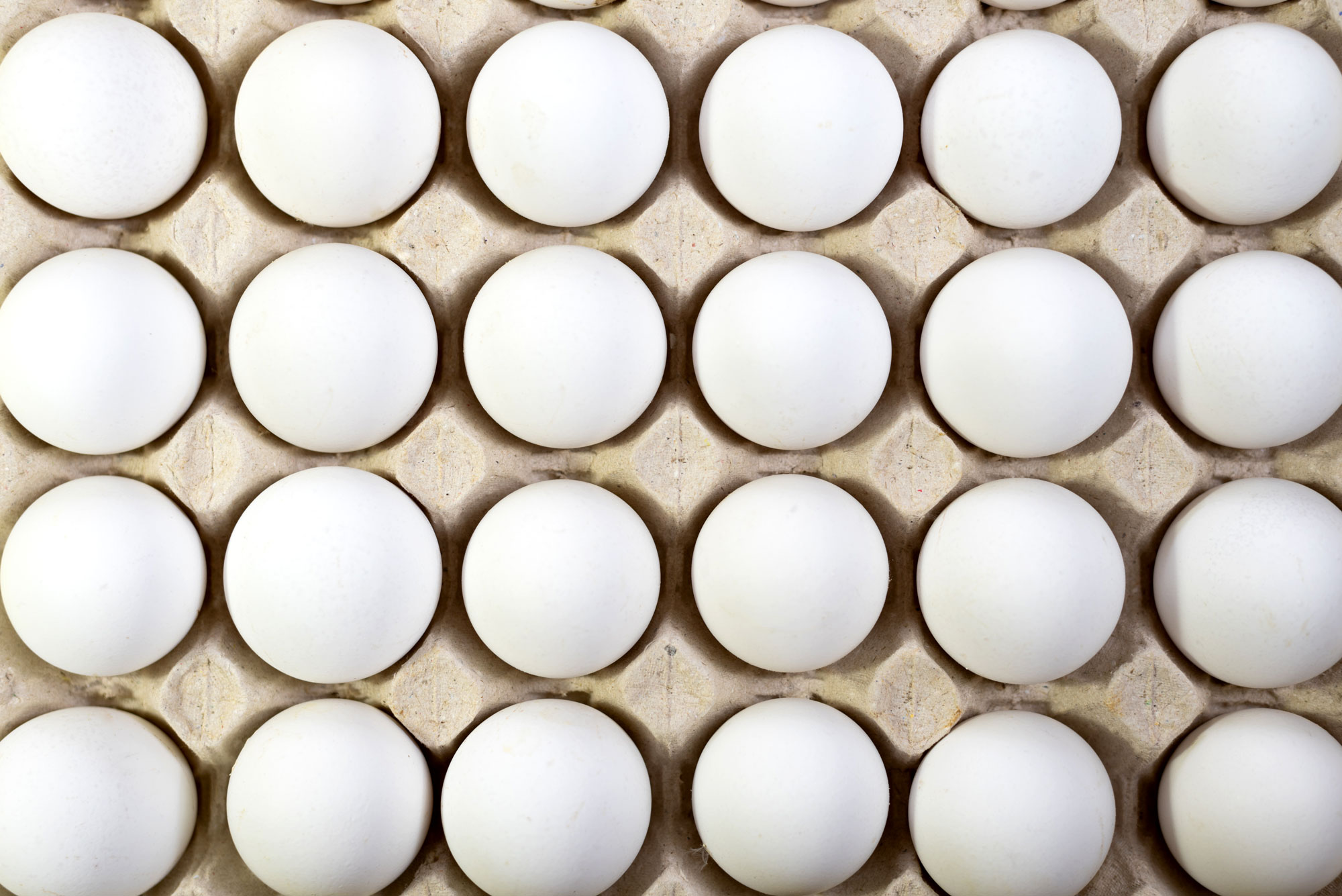 Featured image of a white egg with Eggs Unlimited's protective egg sleeve, demonstrating our commitment to delivering eggs safely and intact to our customers' locations