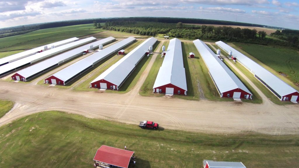 a production farm for eggs unlimited cage free, egg production at its highest quality to deliver wholesale eggs all over the united state 