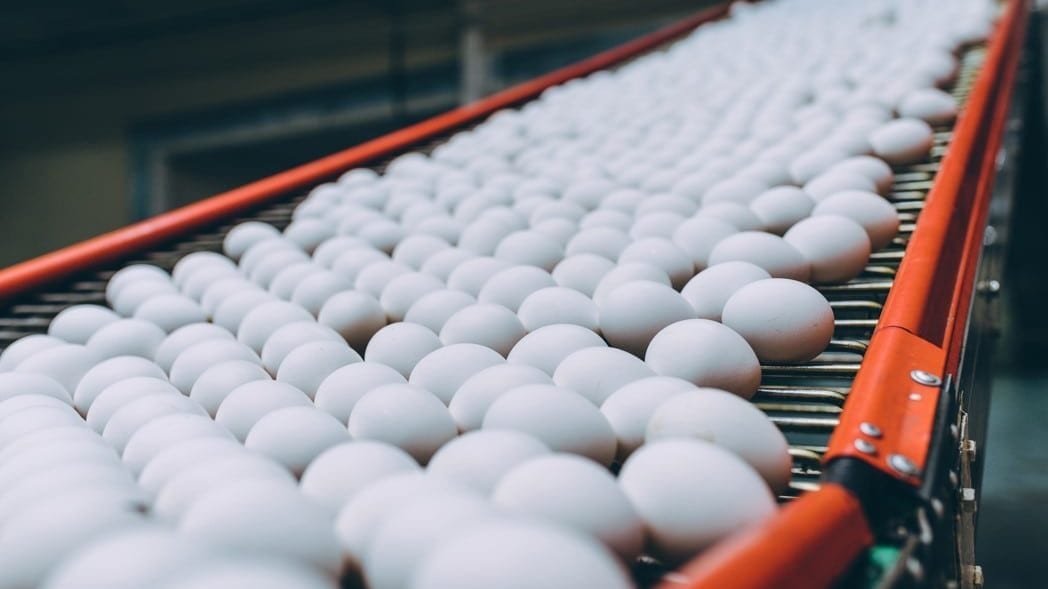 A belt of conventional eggs in a production wholesale egg production for eggs unlimited, testing the quality and making sure all the egg are washed and ready to be packed 