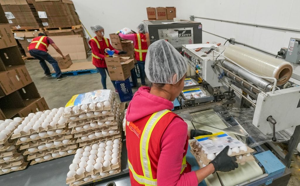 Factory floor at Eggs Unlimited with rows of eggs securely wrapped and prepped for shipping, highlighting our dedication to safe handling and efficient distribution.