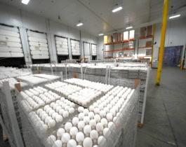 Wholesale Eggs 101: Everything You Need to Know
