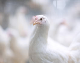 Egg Producers Shifting 100% Cage-Free with USDA Grading Assurance